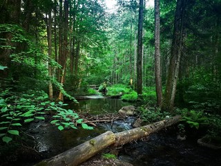 Fototapeta na wymiar Shallow creek in a green forest
