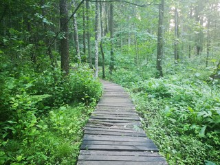 A path through a dense forest