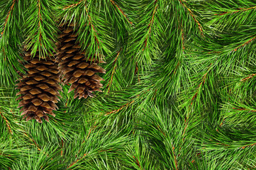 Background with pine tree branches and cones