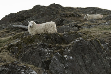Sheep, grazing on a rocky mountainside, in the Elan Valley, mid Wales, UK