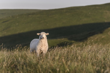 A single lamb, looking directly at the camera, in the natural landscape of mid Wales, UK