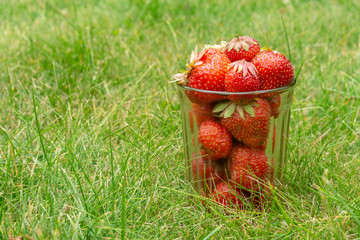 Glass with strawberries on the grass