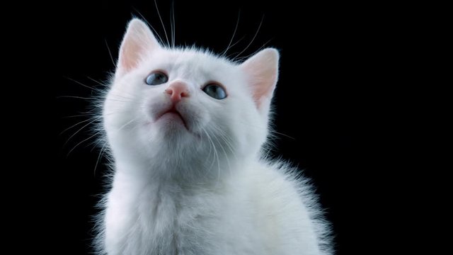 White cat, close-up view, looking around, meows, isolated on black background