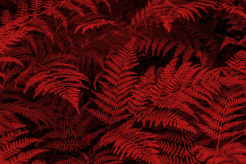 dark red beautiful fern leaves