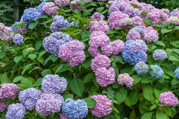colorful blooming hydrangea background