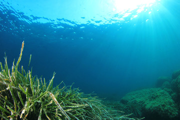 Fototapeta na wymiar Green Sea Grass blue ocean water