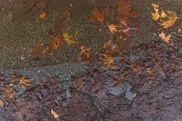 Wet rainy leaves in the puddle on asphalt on cloudy day