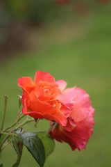 Couleurs de printemps