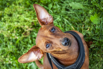Miniature pinscher sitting on the lawn and looking up