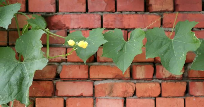 Wax gourd over red brick wall