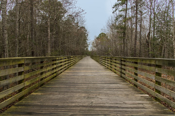 Fototapeta na wymiar Wooden pathway in forest