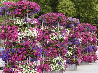 Begonien in voller Blütenpracht