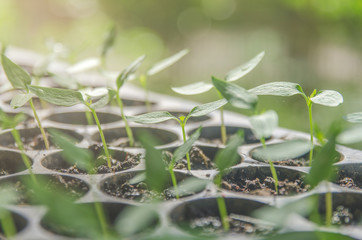 Greenery of young plant and seedling are growing in the pot.