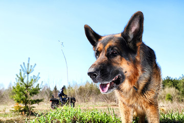 Dog German Shepherd outdoors in a summer