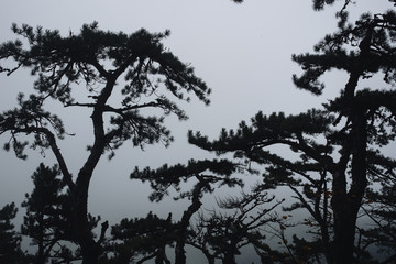 Rain forest fog forest trees