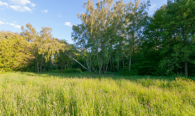 A fresh green lawn at the edge of the forest in the shadow of a small grove of birches stirring their leaves under the gusts of wind.