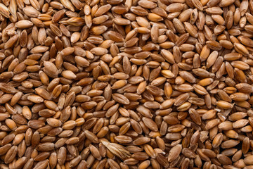 spelt seeds on a dark stone background