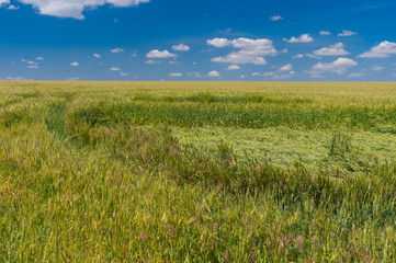Field with unripe wheat tumbled down by rain and wind at summer season