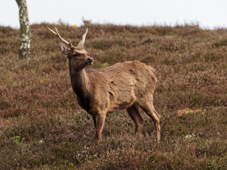 Single Sika Deer Looking Around