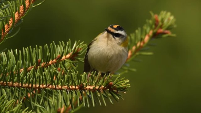Regulus ignicapilla - Firecrest sitting and singing on the spruce branch
