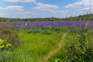 Fototapeta premium The path leading to the forest through a field with purple wildflowers