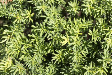 green plants close-up, texture, background