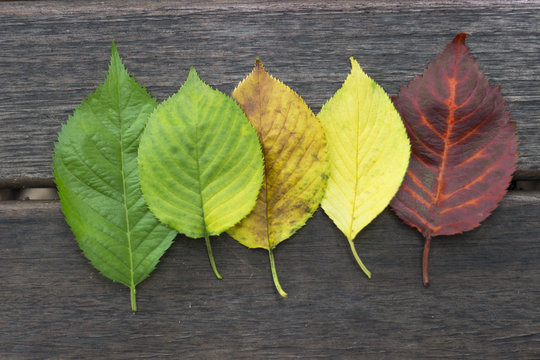 Multi-colored autumn leaves on a wooden background
