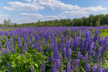 Fototapeta premium Magnificent carpet of purple high candles of lupine flowers against the background of green trees and floating clouds in the blue sky.