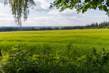 A beautiful view from under the green branches of a tree on a meadow with lush grass and mountains in the distance.