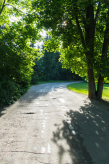 A wide walking asphalt road in the park against the background of green lawns and tall trees