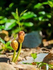 agriculture plant seeding growing step concept in Forest  and sunlight.