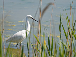 Egret Behind Some Reeds