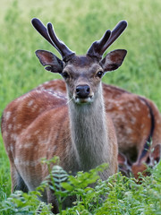 Grumpy Sika Deer