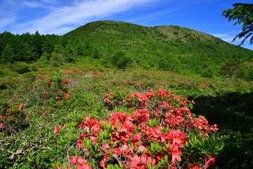 長野県東御市 湯の丸高原 満開のレンゲツツジ 