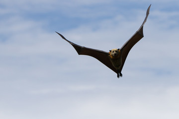 Grey Headed Flying Fox