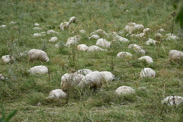 Flock of sheep