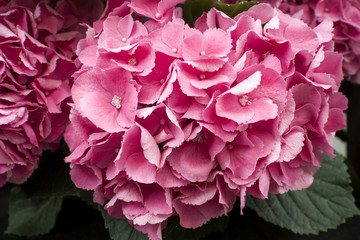 Top view of blooming pink hydrangea flowers. Closeup