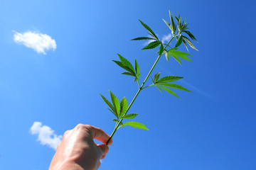 A hemp branch in a male hand against a blue sky with white clouds. Green top of young cannabis close-up.