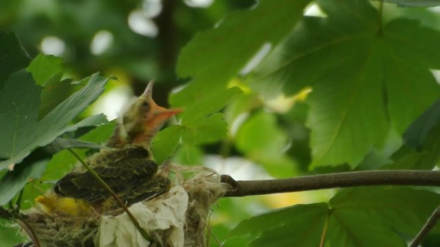 Young birds (chicken) of golden oriole sitting in the nest on the maple branch in the green forest. Female golden oriole feeds them with fat catterpillar.