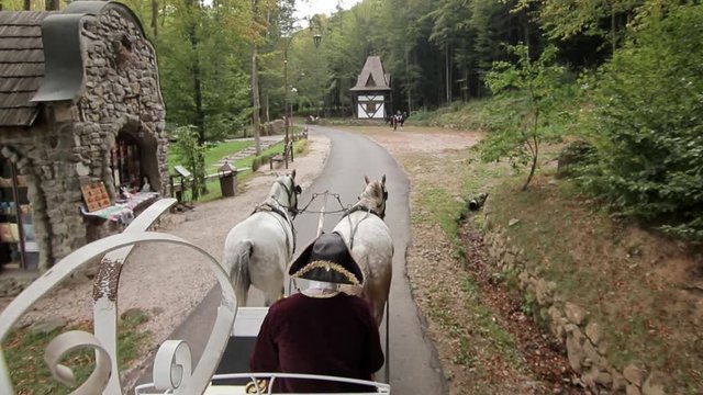 Close-up view of the riding horse and carriage in the park