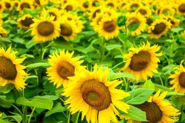 Obraz premium a lot of sunflowers on the field
