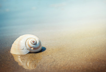 Sea shell on the sea and sandy beach blurred background. Write Your Text Here.
