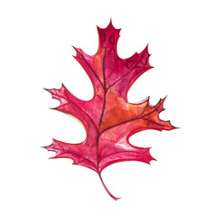 Autumn leaf - Black oak. Autumn maple leaf isolated on a white background. Watercolor illustration.