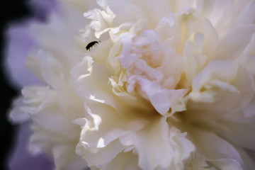 peony