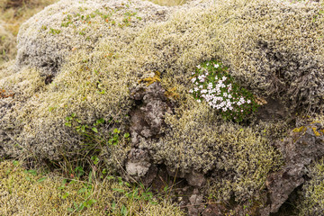Stones covered with green moss in the Icelandic landscape