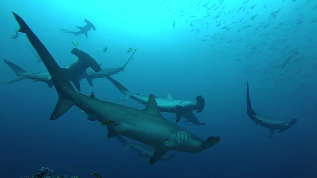 School of hammerhead sharks swimming in the blue - underwater shot