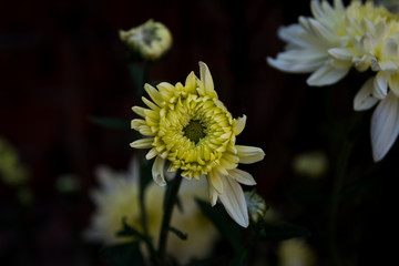 Chrysanthemum Flower