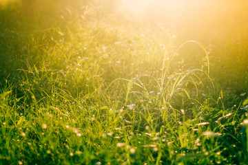  Light hits the grass in the morning after rain