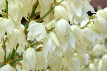 Palmlilie - Yucca filamentosa © Charly Hafner