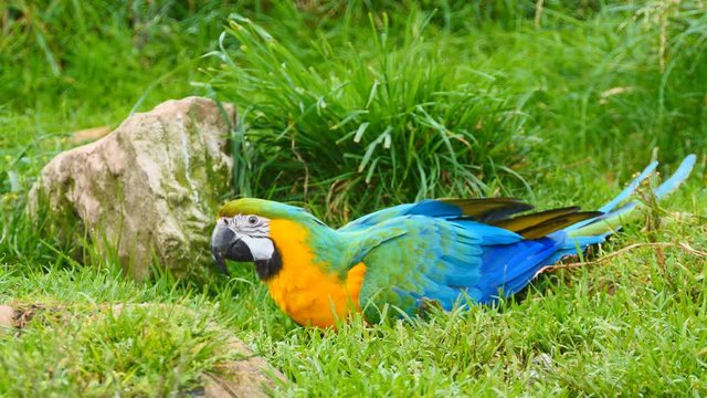 An ara parrot on the grass.